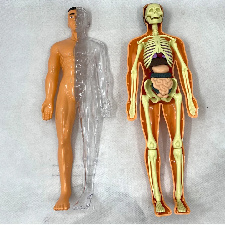 The human body