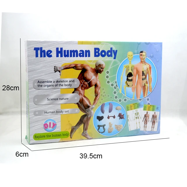 The human body