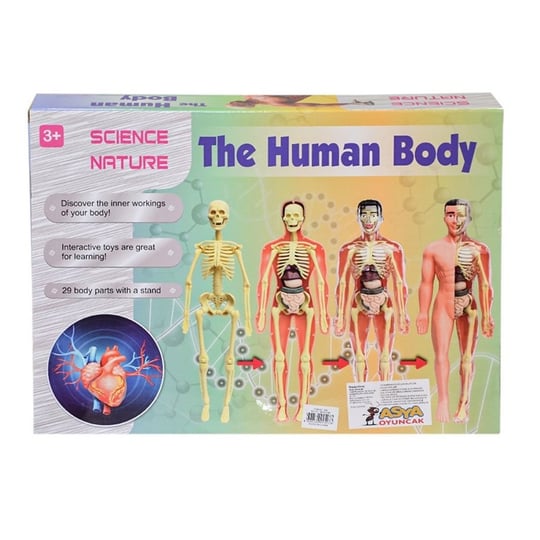 The human body