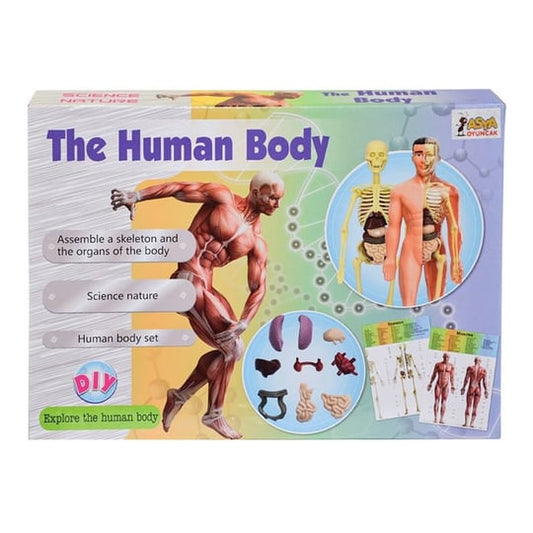 The human body